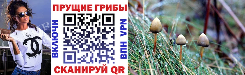 blacksprut как войти  Южа  Галлюциногенные грибы Cubensis  закладки 